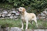 LABRADOR 851